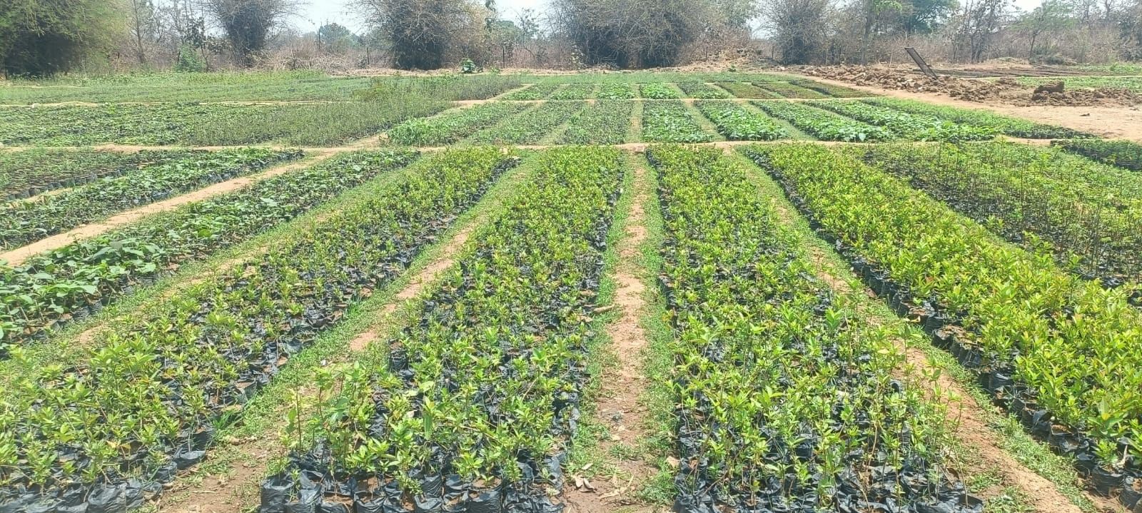 चंदन से महकेगा प्रयागराज, सालाना 100 किसान इसकी लकड़ी से करेंगे कमाई