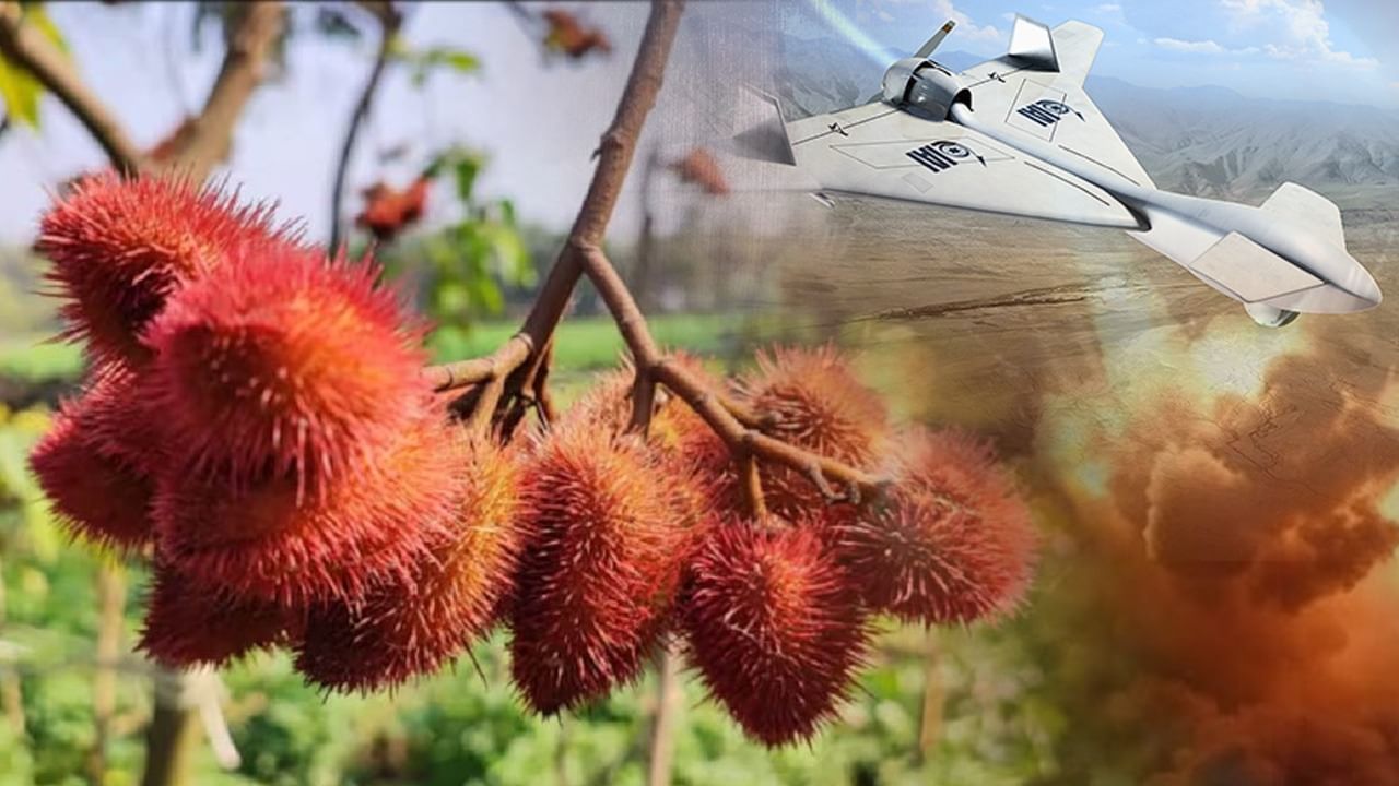 सेना के ऑपरेशन के बाद सहारनपुर में चमकी सिंदूर की खेती, आप भी ऐसे कर सकते हैं मोटी कमाई सेना के ऑपरेशन के बाद सहारनपुर में चमकी सिंदूर की खेती, आप भी ऐसे कर सकते हैं मोटी कमाई