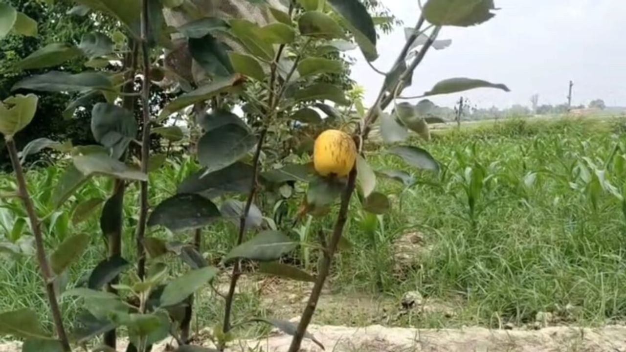 सपना देख बलिया के किसान ने उगाई सेब की फसल, फल लगते ही देखने दौड़े लोग; Photos