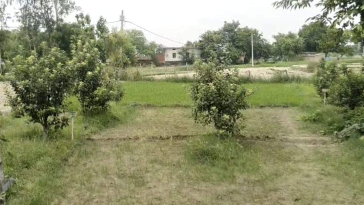 सपना देख बलिया के किसान ने उगाई सेब की फसल, फल लगते ही देखने दौड़े लोग; Photos