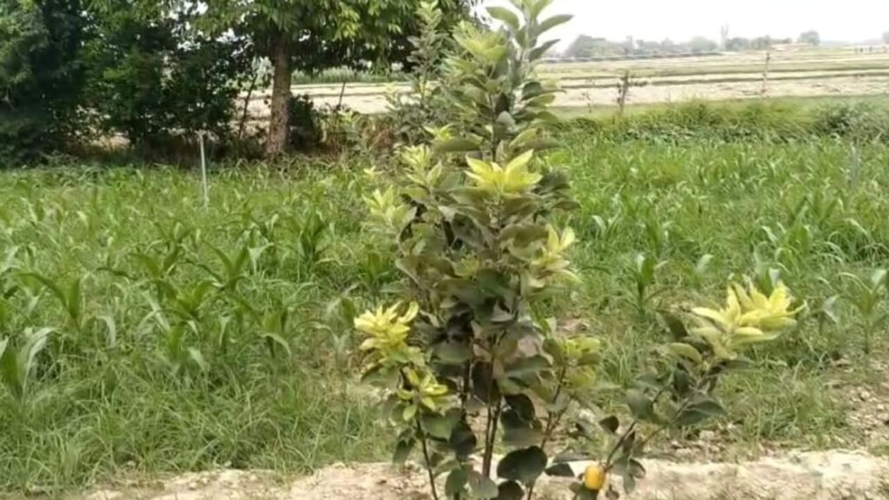 सपना देख बलिया के किसान ने उगाई सेब की फसल, फल लगते ही देखने दौड़े लोग; Photos