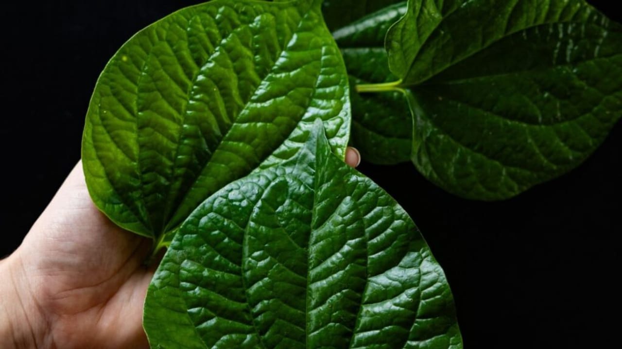 अहा लाजवाब! गुलकंद और इलायची के साथ पान का स्वाद, कैसे बनेगा ये ड्रिंक?