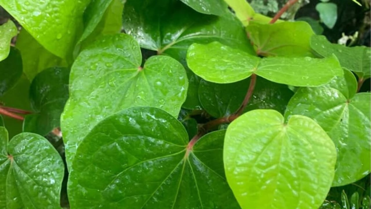 अहा लाजवाब! गुलकंद और इलायची के साथ पान का स्वाद, कैसे बनेगा ये ड्रिंक?