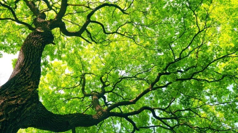 पेड़ उगाएंगे पैसे, कानपुर मंडल में शुरू हुई कार्बन क्रेडिट योजना
