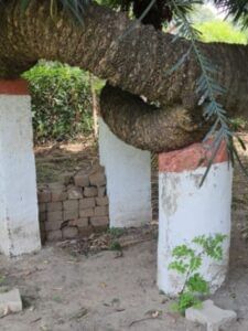 सहारनपुर: घर के बुजुर्ग की तरह संजोया गया 300 साल पुराना पेड़, कंपनी बाग का है ये हरा खजाना