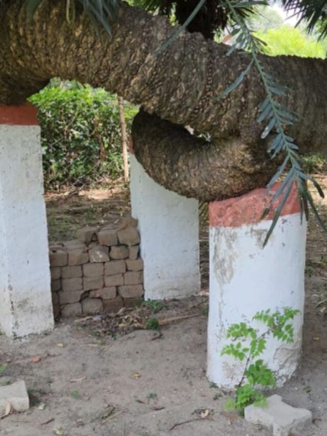सहारनपुर: घर के बुजुर्ग की तरह संजोया गया 300 साल पुराना पेड़, कंपनी बाग का है ये हरा खजाना