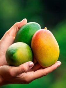 कालाकलमी, दशहरी, लंगड़ा… कैसे बिजनौर वालों की तकदीर बदल रहा है आम?