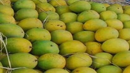लखनऊ से दुबई चली दशहरी, 1200 KG की पहली खेप; डॉलर में मिली कीमत