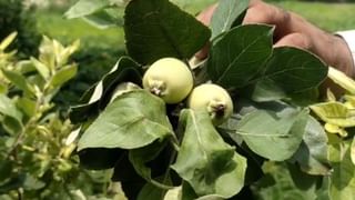 सपना देख बलिया के किसान ने उगाई सेब की फसल, फल लगते ही देखने दौड़े लोग; Photos