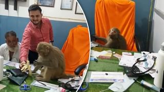 केला नहीं, दवा चेक करने में बिजी था बंदर! डॉक्टर की कुर्सी पर बैठकर दिखाया प्रोफेशनलिज़्म