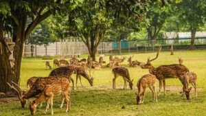 नोएडा में कुलांचे भरेंगे दिल्ली और कानपुर के हिरण, सनसेट सफारी की भी सुविधा नोएडा में कुलांचे भरेंगे दिल्ली और कानपुर के हिरण, सनसेट सफारी की भी सुविधा