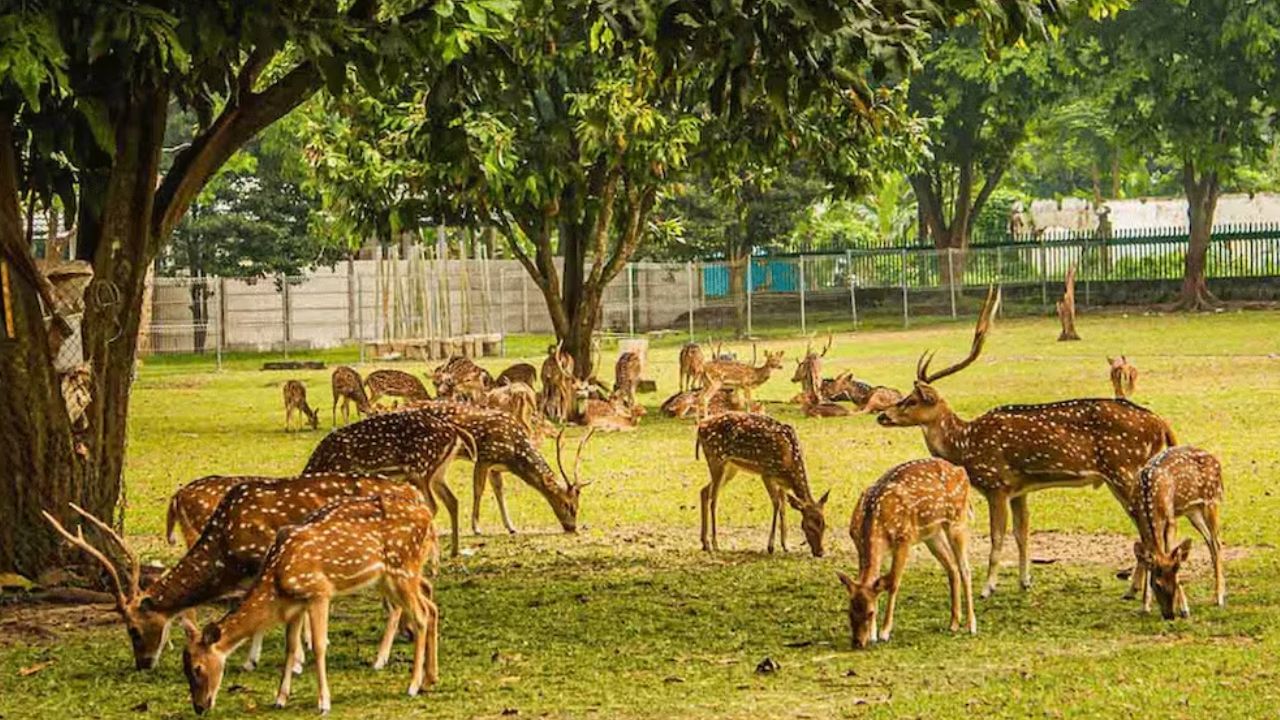 नोएडा में कुलांचे भरेंगे दिल्ली और कानपुर के हिरण, सनसेट सफारी की भी सुविधा नोएडा में कुलांचे भरेंगे दिल्ली और कानपुर के हिरण, सनसेट सफारी की भी सुविधा