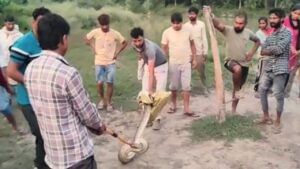 देखते ही देखते अजगर निगल गया दो बंदर, गांववालों ने खींच कर पेट से निकाला; Video देखते ही देखते अजगर निगल गया दो बंदर, गांववालों ने खींच कर पेट से निकाला; Video