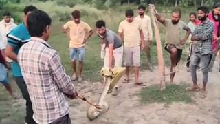 देखते ही देखते अजगर निगल गया दो बंदर, गांववालों ने खींच कर पेट से निकाला; Video