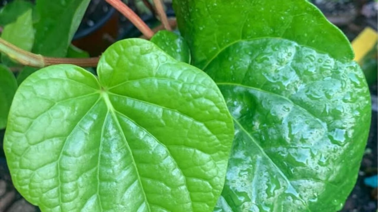 अहा लाजवाब! गुलकंद और इलायची के साथ पान का स्वाद, कैसे बनेगा ये ड्रिंक?