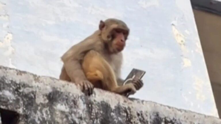 चश्मा, टोपी नहीं... वृंदावन में बंदर झपट ले गया गहनों से भरा बैग