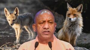 लोमड़ी-सियार के हमले से मौत पर अब सरकार देगी मुआवजा, यह है पूरी डिटेल लोमड़ी-सियार के हमले से मौत पर अब सरकार देगी मुआवजा, यह है पूरी डिटेल