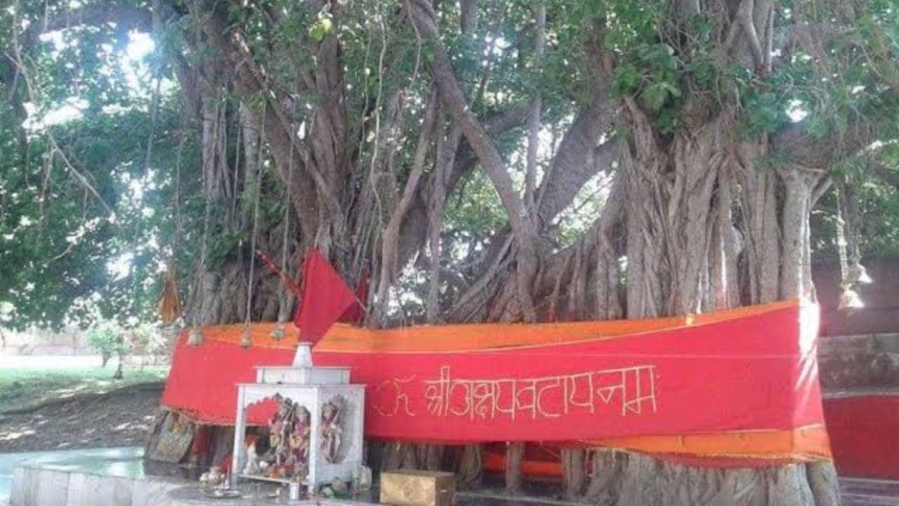 प्रयागराज: कल्पवृक्ष सहित 53 धार्मिक विरासतों को मिलेगा सरकारी संरक्षण, 11 जिलों के पेड़ों की बनेगी वाटिका प्रयागराज: कल्पवृक्ष सहित 53 धार्मिक विरासतों को मिलेगा सरकारी संरक्षण, 11 जिलों के पेड़ों की बनेगी वाटिका