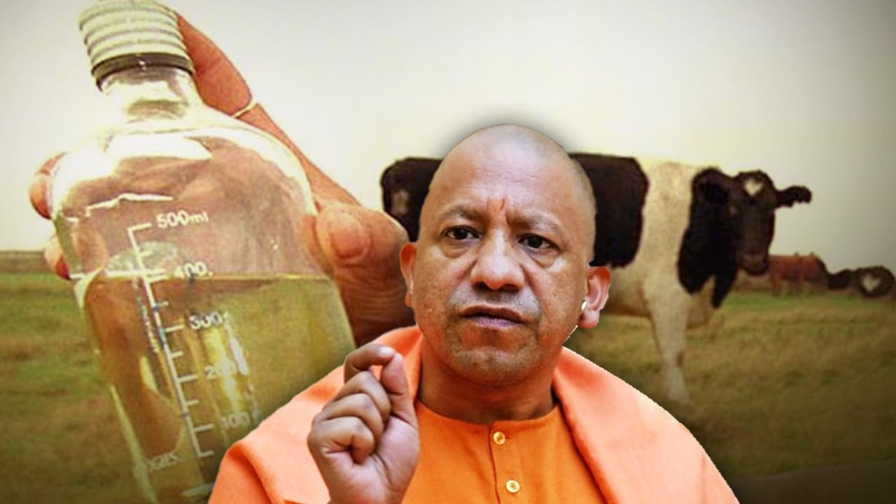 गोमूत्र से होगा डायबिटीज-हार्ट समेत 19 बीमारियों का इलाज, योगी सरकार की नई पहल गोमूत्र से होगा डायबिटीज-हार्ट समेत 19 बीमारियों का इलाज, योगी सरकार की नई पहल