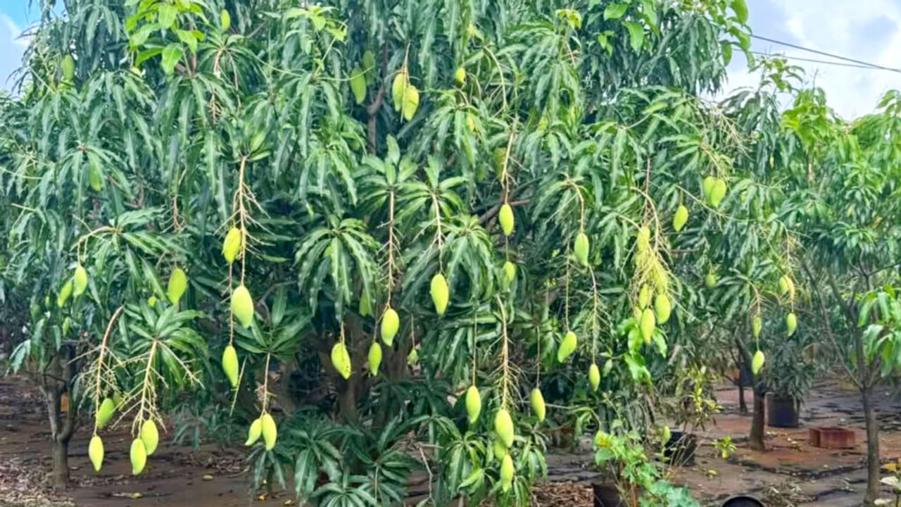 मुंबई में मशहूर है यूपी का शाहबादी आम, यहीं है आमिर खान का 200 बीघा का बाग