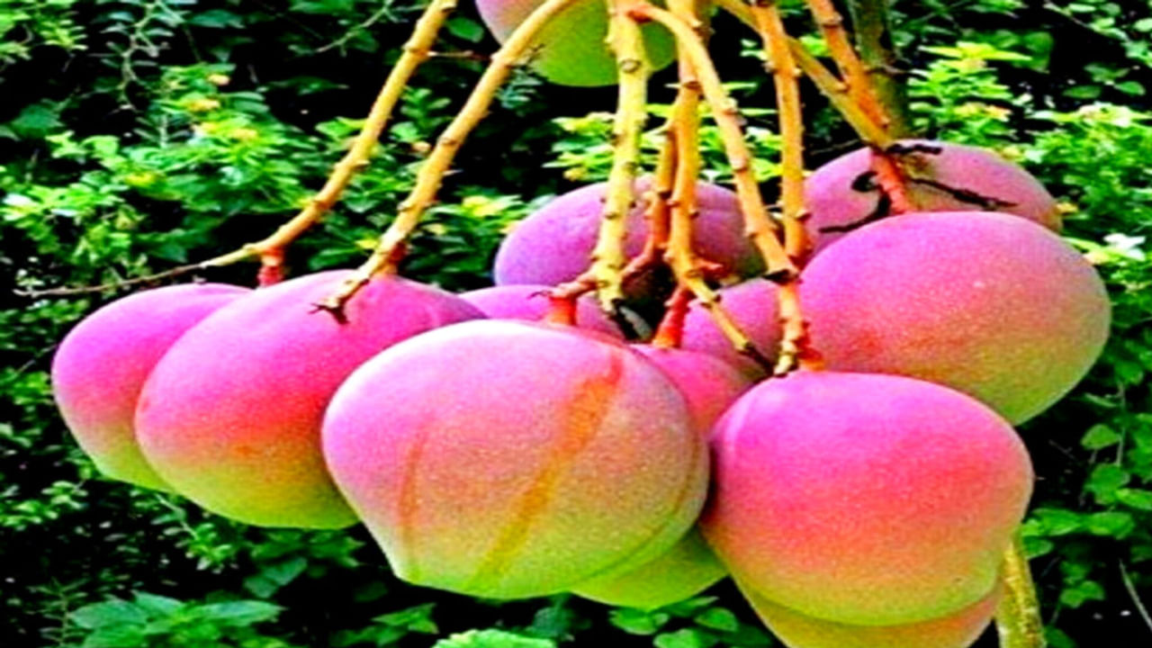 मुंबई में मशहूर है यूपी का शाहबादी आम, यहीं है आमिर खान का 200 बीघा का बाग