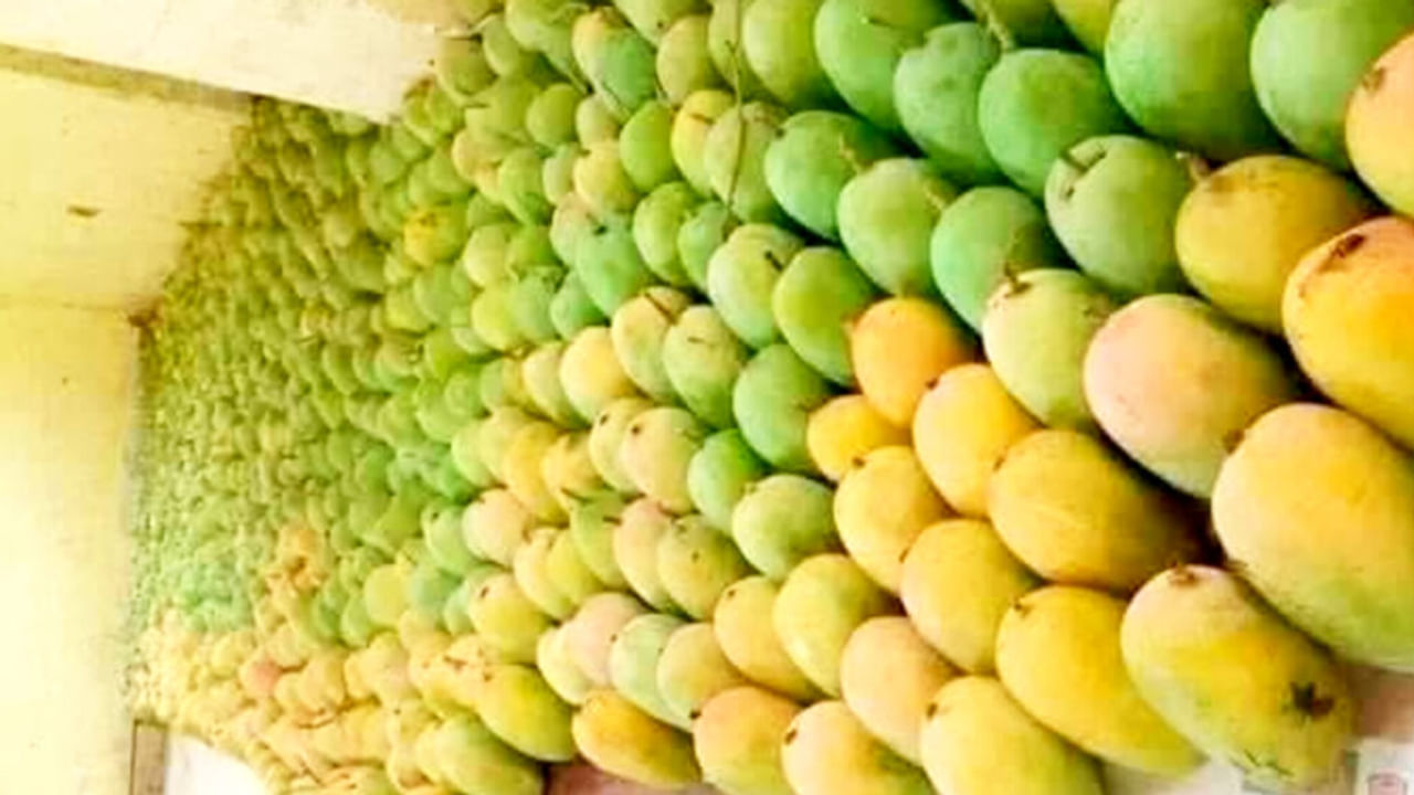 मुंबई में मशहूर है यूपी का शाहबादी आम, यहीं है आमिर खान का 200 बीघा का बाग