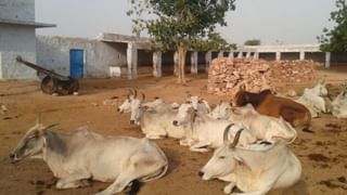 यूपी के हर मंडल में बनेगी ‘आदर्श गौशाला’, योगी सरकार का ये मॉडल बदलेगा गांवों की सूरत
