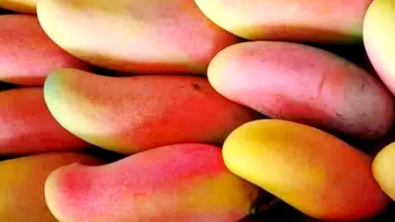 मुंबई में मशहूर है यूपी का शाहबादी आम, यहीं है आमिर खान का 200 बीघा का बाग