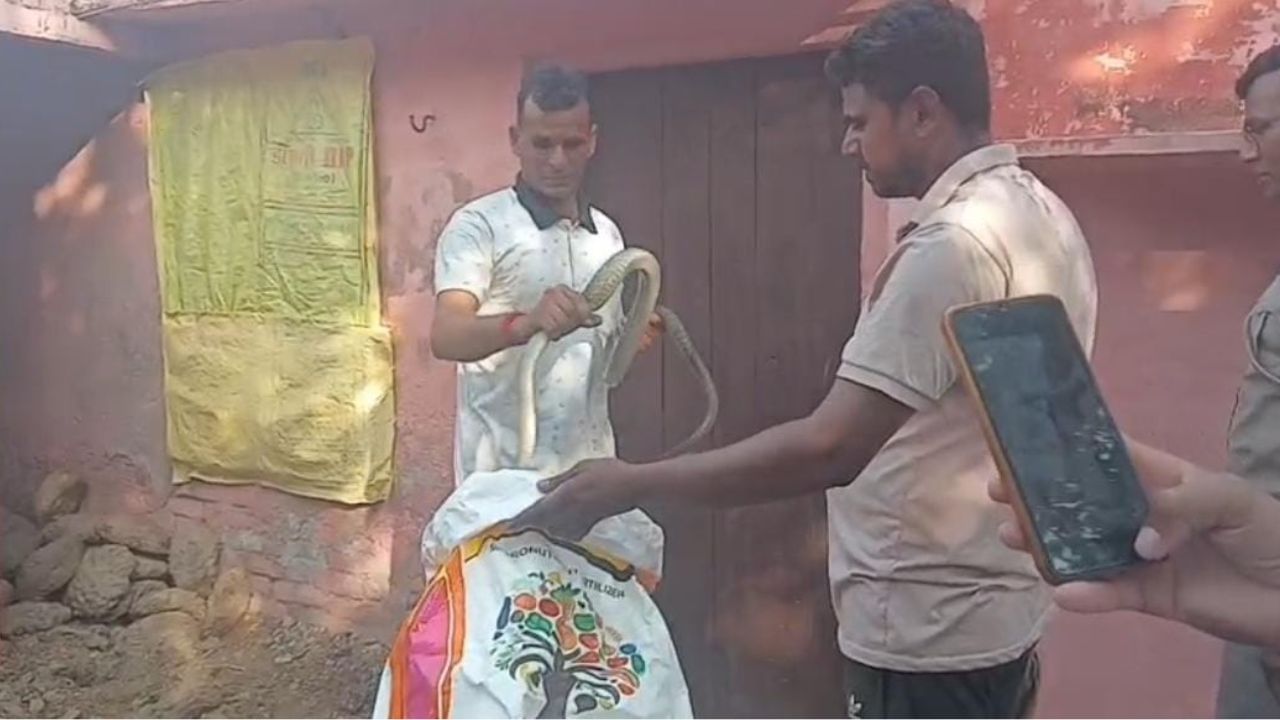 गजब! घर में घुसा घोड़ा पछाड़ सांप का जोड़ा, पकड़ने वाले को ही दो बार डसा गजब! घर में घुसा घोड़ा पछाड़ सांप का जोड़ा, पकड़ने वाले को ही दो बार डसा