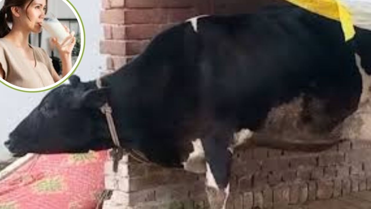 बीमार तो गाय हुई, गांव वालों को क्यों लगवाने पड़े इंजेक्शन? हैरान कर देगी ये घटना बीमार तो गाय हुई, गांव वालों को क्यों लगवाने पड़े इंजेक्शन? हैरान कर देगी ये घटना