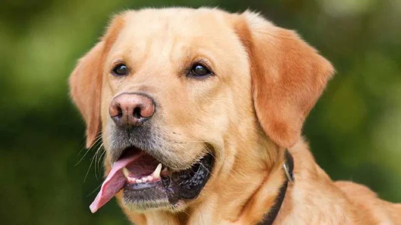 पालतू कुत्तों का लाइसेंस न लेने वालों पर सख्ती, नगर निगम ठोंक रहा है 5000 का जुर्माना पालतू कुत्तों का लाइसेंस न लेने वालों पर सख्ती, नगर निगम ठोंक रहा है 5000 का जुर्माना