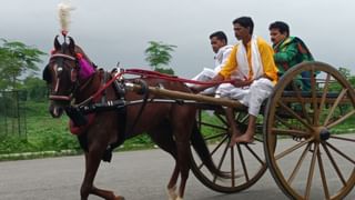 सावन में घोड़ों का कैट वॉक, प्रयागराज में गहरेबाजी की अनोखी परम्परा, जानिए क्यों है खास