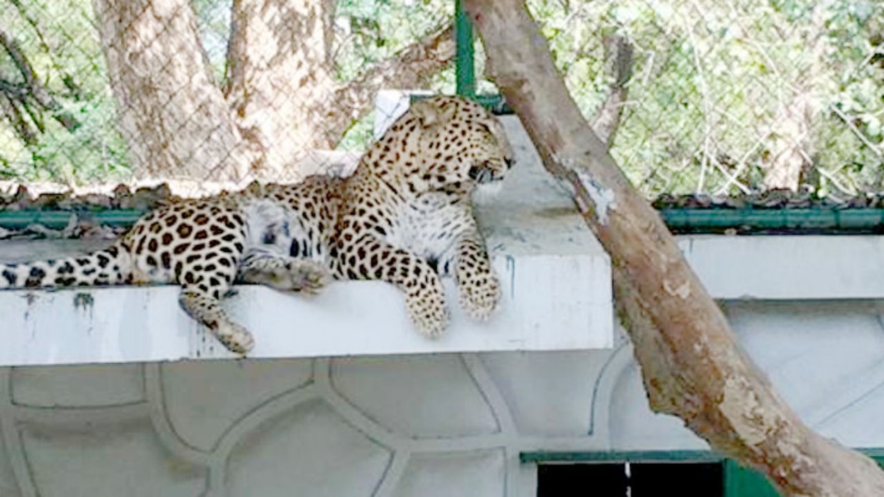 बर्ड फ्लू से राहत के बाद 8 जुलाई से फिर खुलेगा कानपुर जू,शेर पटौदी से फैला था संक्रमण बर्ड फ्लू से राहत के बाद 8 जुलाई से फिर खुलेगा कानपुर जू,शेर पटौदी से फैला था संक्रमण