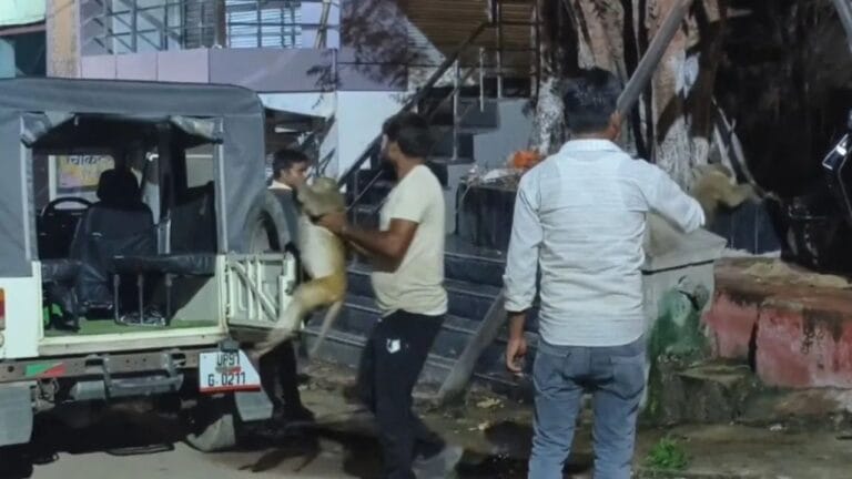 साथी की मौत पर बंदरों ने मनाया मातम, वन विभाग की टीम को भी खदेड़ा