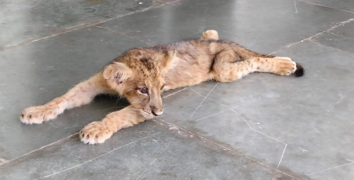 एक के बाद एक और शावक की मौत… इटावा लायन सफारी में रूपा के तीन बच्चे न बचे एक के बाद एक और शावक की मौत… इटावा लायन सफारी में रूपा के तीन बच्चे न बचे