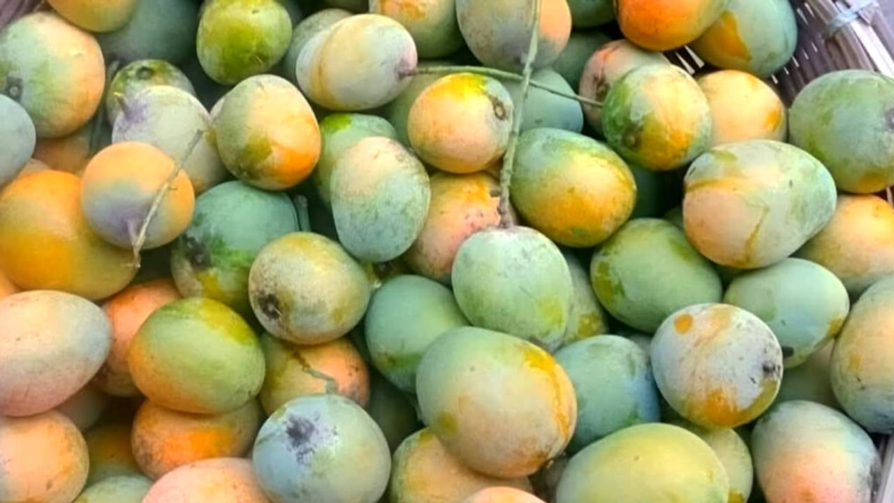 मुंबई में मशहूर है यूपी का शाहबादी आम, यहीं है आमिर खान का 200 बीघा का बाग