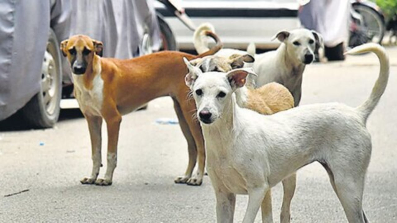 लखनऊ में हैवानियत की हदें पार, स्ट्रीट डॉग के साथ किया रेप, वायरल वीडियो के बाद अरेस्ट लखनऊ में हैवानियत की हदें पार, स्ट्रीट डॉग के साथ किया रेप, वायरल वीडियो के बाद अरेस्ट
