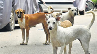 लखनऊ में हैवानियत की हदें पार, स्ट्रीट डॉग के साथ किया रेप, वायरल वीडियो के बाद अरेस्ट