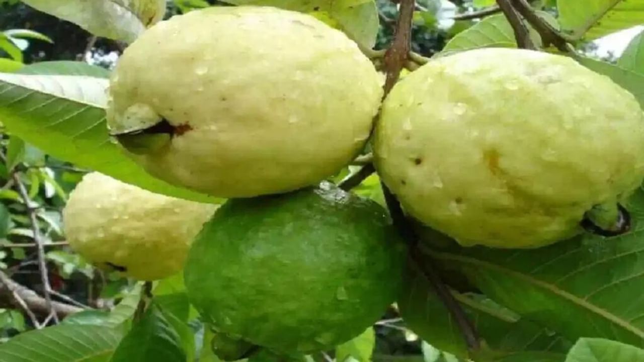 अब हर मौसम में ले पाएंगे इलाहाबादी अमरूदों का स्वाद… जानिए कैसे संभव हो पाया