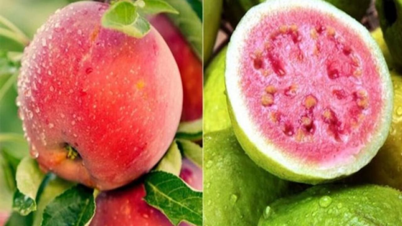 अब हर मौसम में ले पाएंगे इलाहाबादी अमरूदों का स्वाद… जानिए कैसे संभव हो पाया