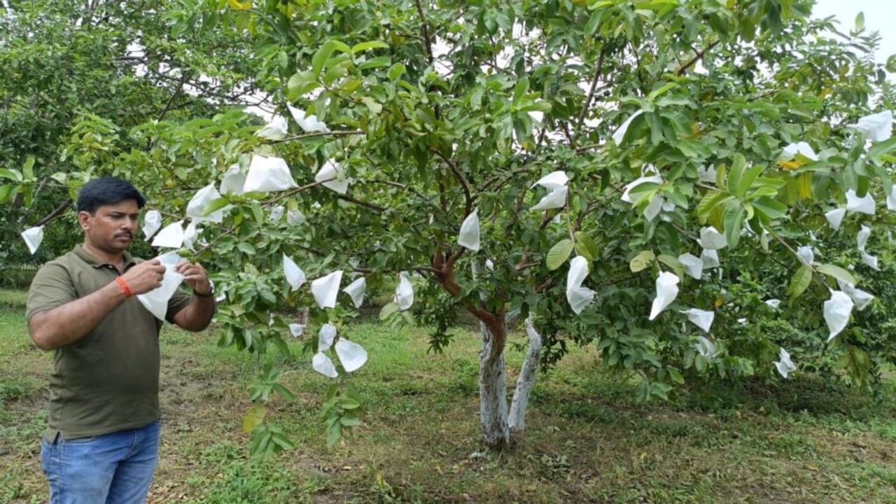अब हर मौसम में ले पाएंगे इलाहाबादी अमरूदों का स्वाद… जानिए कैसे संभव हो पाया