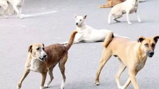 पांच महीने पहले काटा था स्ट्रीट डॉग, फिर भौंका तो मार दी गोली… प्रयागराज में टीचर गिरफ्तार