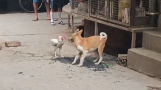 छोटा बच्चा जानकर… कुत्ते ने डराया तो मुर्गे ने ऐसे दिया जवाब, वायरल हो गया VIDEO