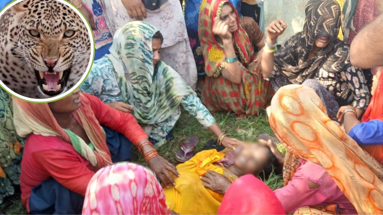 सावधान! खेत में इंतजार कर रही मौत, एक हफ्ते में दो महिलाओं को नोंच खाया लेपर्ड; बिजनौर के इस गांव में दहशत सावधान! खेत में इंतजार कर रही मौत, एक हफ्ते में दो महिलाओं को नोंच खाया लेपर्ड; बिजनौर के इस गांव में दहशत