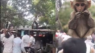 जब बंदर के हाथ लग गए नोटों के बंडल… पेड़ पर चढ़ा और लगा लुटाने, लोगों की उमड़ पड़ी भीड़; VIDEO