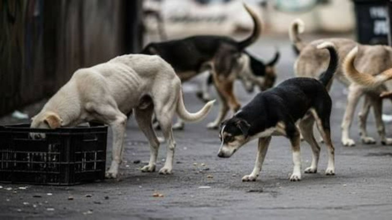 आवारा कुत्तों की संख्या को कम करने के लिए अब होंगे तीन एबीसी सेंटर, यूपी के इस जिले में 2 Cr रुपये से किया जा रहा तैयार