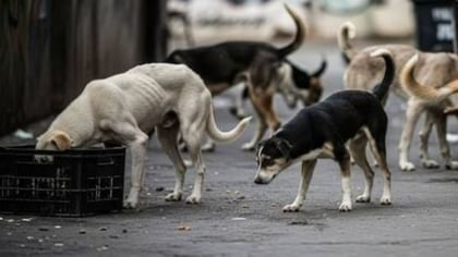 आवारा कुत्तों की संख्या करनी है कम, यूपी के इस जिले में 3 एबीसी सेंटर