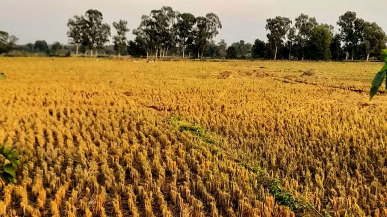 बाढ़ में अगर फसल हो गई है खराब, तो प्रधानमंत्री फसल बीमा कर सकती है भरपाई