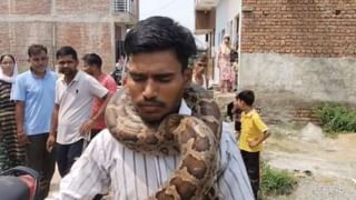 मकान से निकला 6 फीट लंबा अजगर, युवक के गर्दन को कसने लगा, Video