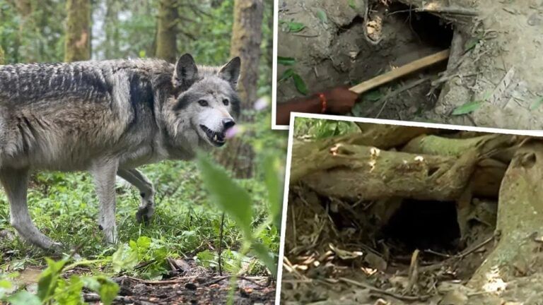 पहले बहराइच, अब श्रावस्ती में भेड़िए की दहशत; 3 बकरियों का किया शिकार